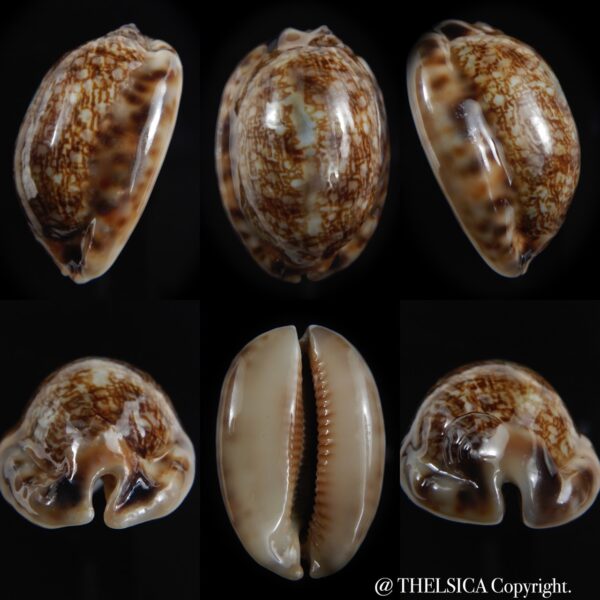 Mauritia arabica asiatica gibba ..DWARF... 37.40 mm F+++/Gem -0