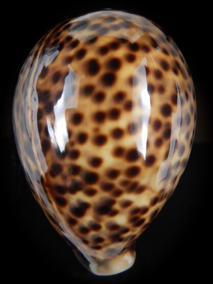 Cypraea tigris pardalis ....SP colour... 92.55 mm Gem-78561