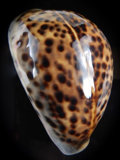 Cypraea tigris pardalis ....SP colour... 92.55 mm Gem-78562