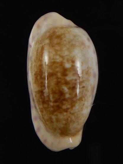 Ovatipsa chinensis variolaria tortirostris 25.61 mm Gem-78780