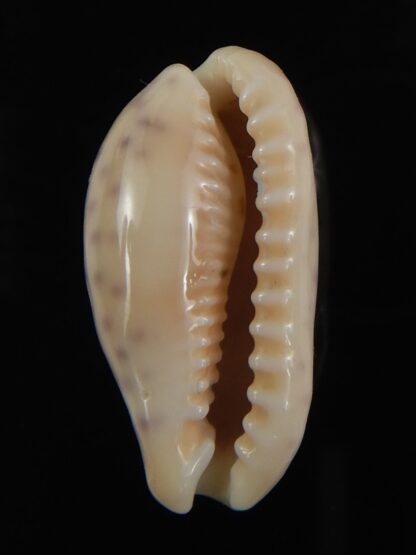 Ovatipsa chinensis variolaria tortirostris 25.61 mm Gem-78781