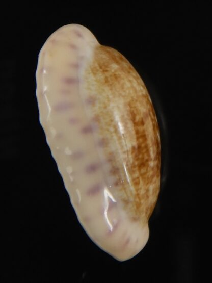 Ovatipsa chinensis variolaria tortirostris 25.61 mm Gem-78783