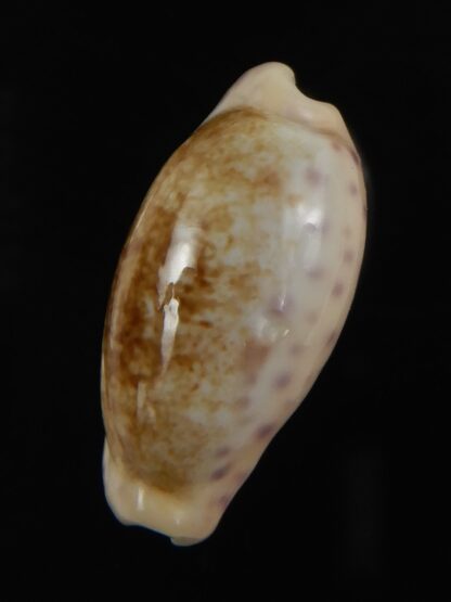 Ovatipsa chinensis variolaria tortirostris 25.61 mm Gem-78782