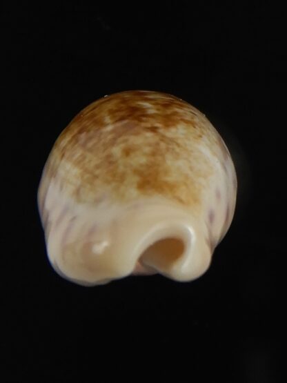 Ovatipsa chinensis variolaria tortirostris 25.61 mm Gem-78784