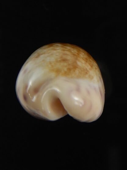 Ovatipsa chinensis variolaria tortirostris 25.61 mm Gem-78785