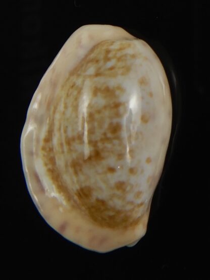 Ovatipsa chinensis variolaria tortirostris 24.06 mm Gem-78766