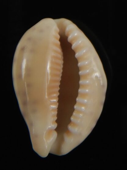 Ovatipsa chinensis variolaria tortirostris 24.06 mm Gem-78767