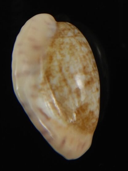 Ovatipsa chinensis variolaria tortirostris 24.06 mm Gem-78768