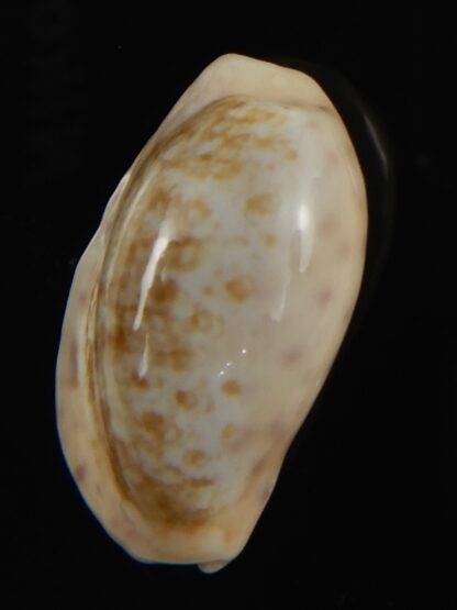 Ovatipsa chinensis variolaria tortirostris 24.06 mm Gem-78769