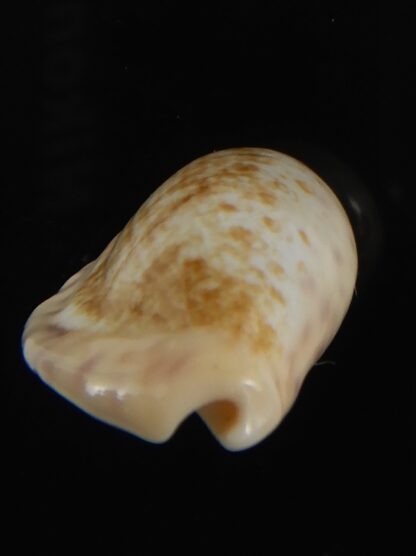 Ovatipsa chinensis variolaria tortirostris 24.06 mm Gem-78770