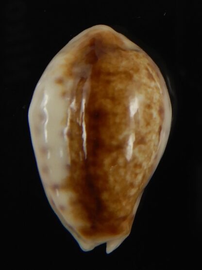 Ovatipsa chinensis variolaria tortirostris .Niger... 24.43 mm Gem -78797