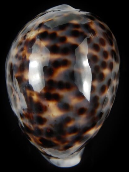 Cypraea tigris pardalis.. BIG SIZE ... 100.80 mm Gem-78837