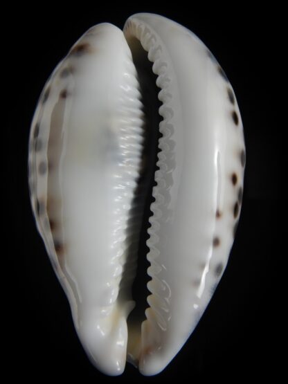 Cypraea tigris pardalis.. BIG SIZE ... 100.80 mm Gem-78836