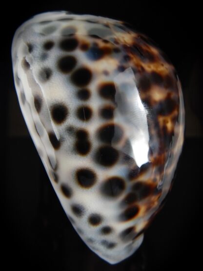 Cypraea tigris pardalis.. BIG SIZE ... 100.80 mm Gem-78842