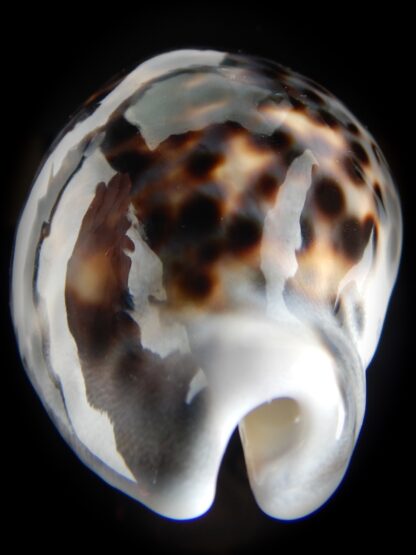 Cypraea tigris pardalis.. BIG SIZE ... 100.80 mm Gem-78838