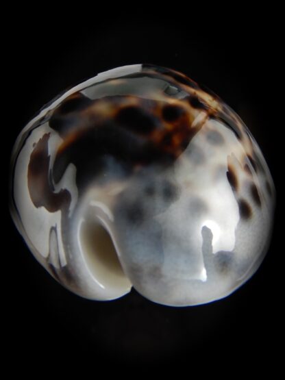 Cypraea tigris pardalis.. BIG SIZE ... 100.80 mm Gem-78840