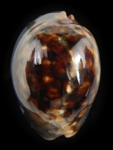 Mauritia mauritiana ..DWARF.. 47.35 mm Gem-78920