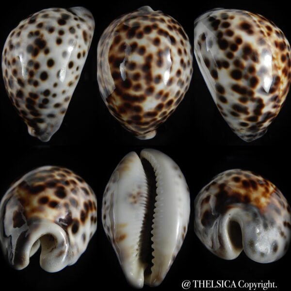 Cypraea tigris pardalis..GIANT... 101.75 mm Gem-0