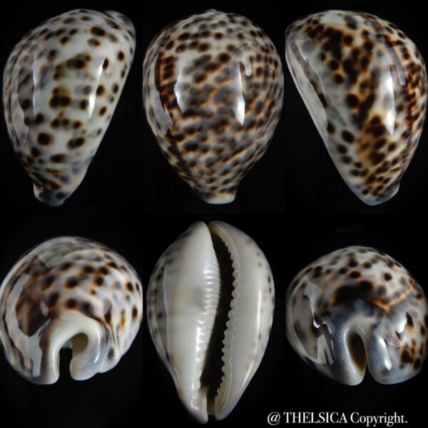 Cypraea tigris pardalis..GIANT... 101.58 mm Gem-0