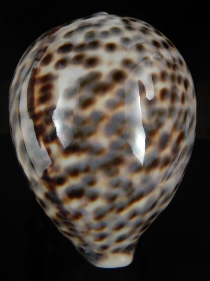 Cypraea tigris pardalis..GIANT... 101.58 mm Gem-78865