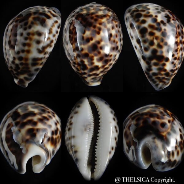 Cypraea tigris pardalis..GIANT... 101.82 mm Gem-0