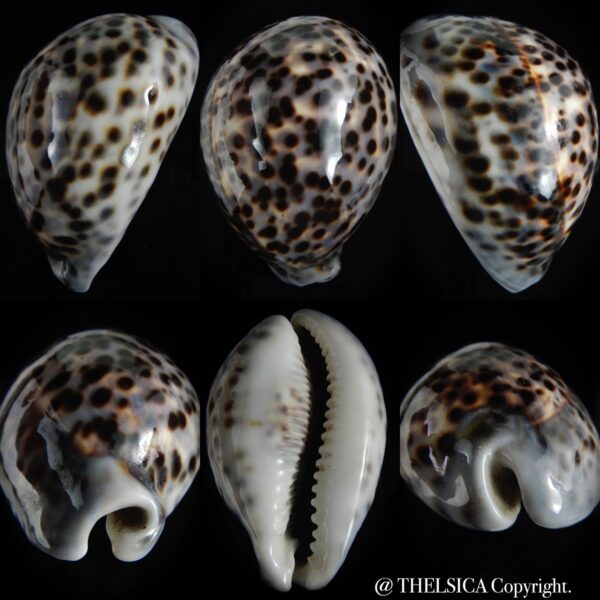 Cypraea tigris pardalis..GIANT... 101.81 mm Gem-0