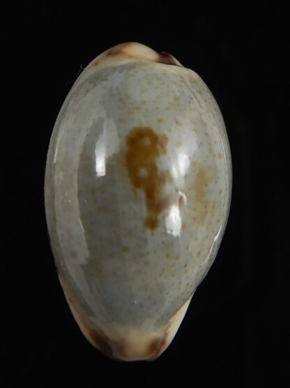 Purpuradusta gracilis macula 20.28 mm Gem-79046