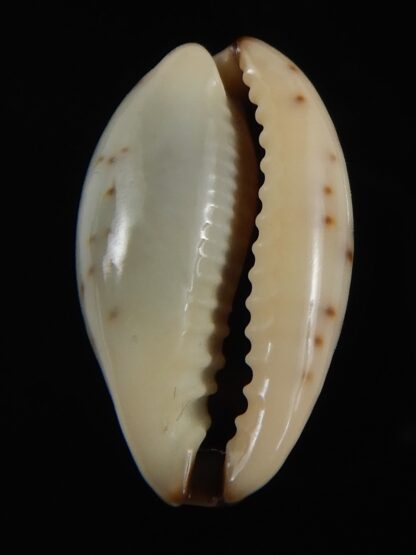 Purpuradusta gracilis macula 20.28 mm Gem-79047