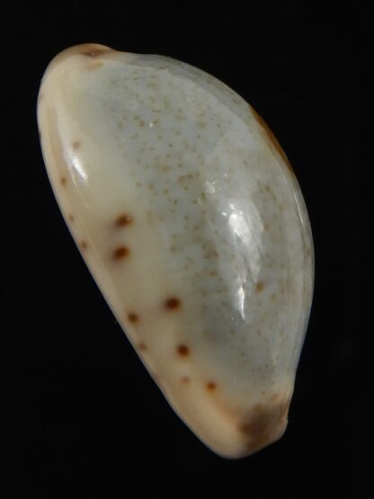 Purpuradusta gracilis macula 20.28 mm Gem-79049