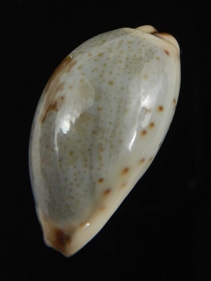 Purpuradusta gracilis macula 20.28 mm Gem-79048
