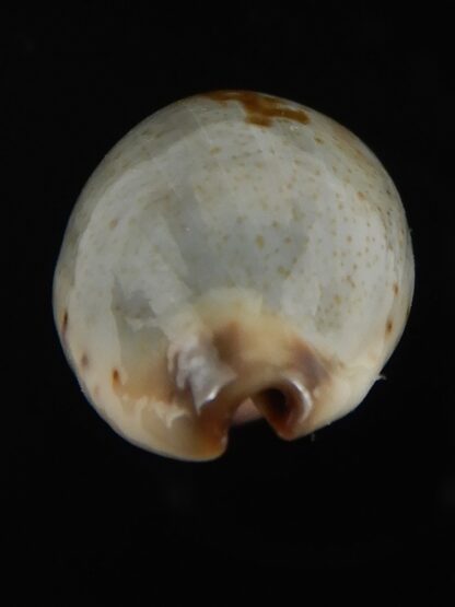 Purpuradusta gracilis macula 20.28 mm Gem-79050