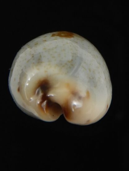 Purpuradusta gracilis macula 20.28 mm Gem-79051