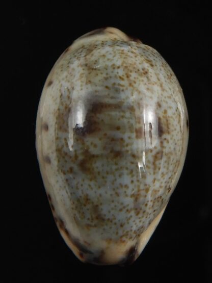 Purpuradusta gracilis macula 19.84 mm Gem-79032