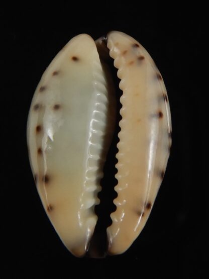 Purpuradusta gracilis macula 19.84 mm Gem-79033