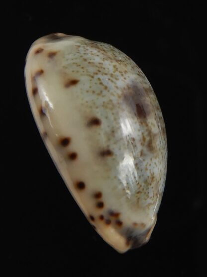 Purpuradusta gracilis macula 19.84 mm Gem-79035