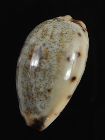 Purpuradusta gracilis macula 19.84 mm Gem-79034