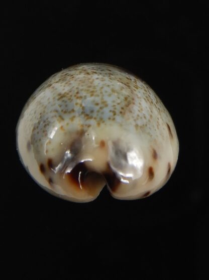 Purpuradusta gracilis macula 19.84 mm Gem-79037