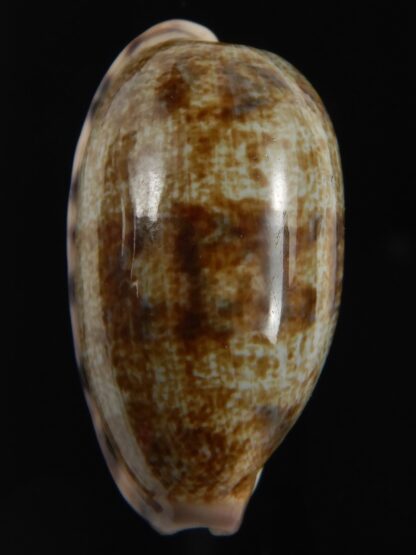 Talostolida pellucens pellucens 33.85 mm Gem-79060