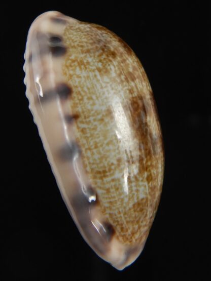 Talostolida pellucens pellucens 33.85 mm Gem-79063