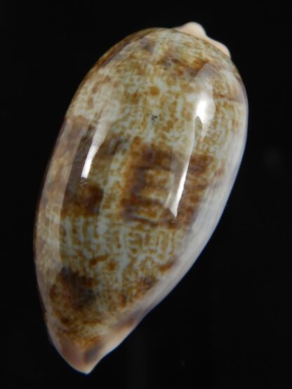 Talostolida pellucens pellucens 33.85 mm Gem-79065