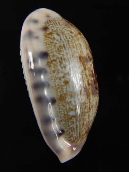 Talostolida pellucens pellucens...Big size ... 38.11 mm Gem-79097