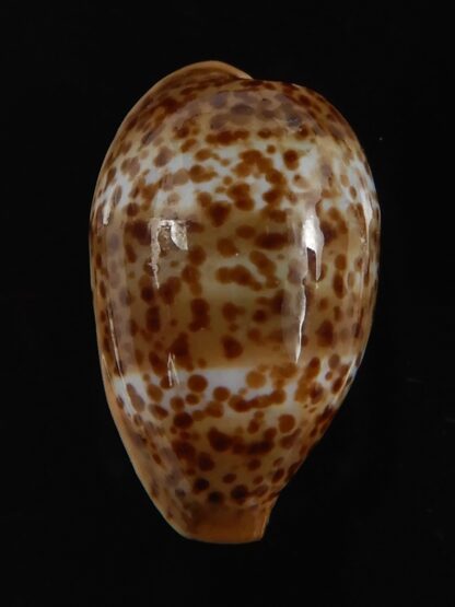 Palmadusta humphreyii... Very Big size ... 20.35 mm Gem-78990