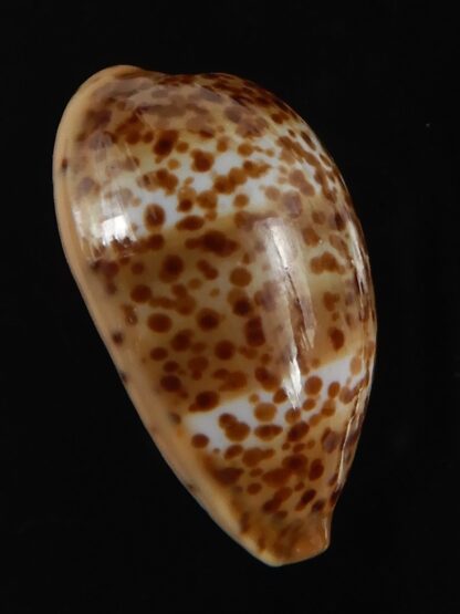 Palmadusta humphreyii... Very Big size ... 20.35 mm Gem-78994