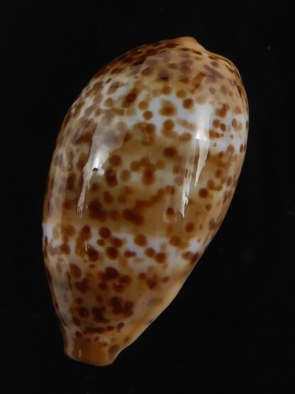 Palmadusta humphreyii... Very Big size ... 20.35 mm Gem-78993