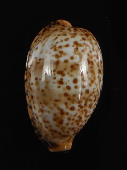 Palmadusta humphreyii... Very Big size ... 19.19 mm Gem-78976