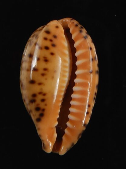 Palmadusta humphreyii... Very Big size ... 19.19 mm Gem-78977