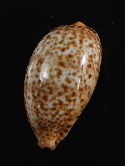 Palmadusta humphreyii... Very Big size ... 19.19 mm Gem-78979