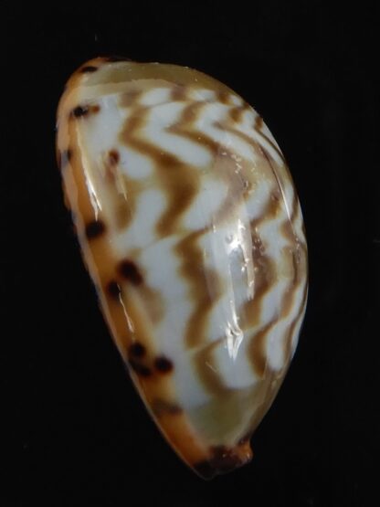 Palmadusta ziczac ... Big size ... 22.65 mm Gem-79021