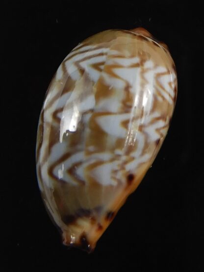 Palmadusta ziczac ... Big size ... 22.65 mm Gem-79023