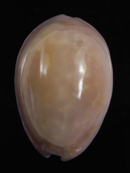 Naria poraria N&R 22.68 mm Gem-79193
